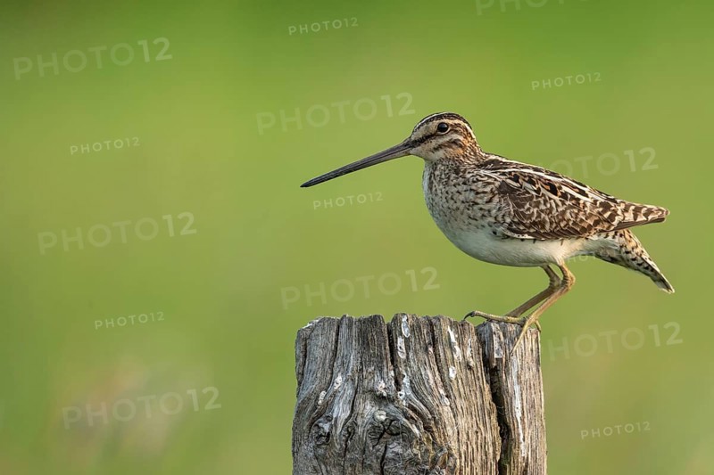 Common Snipe