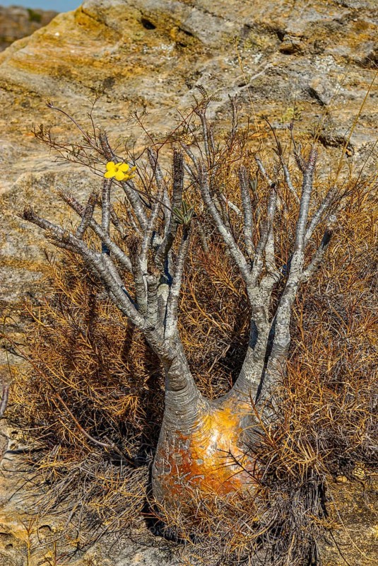 Miniature Baobab tree standing 50 centimetres high but over 100 years old