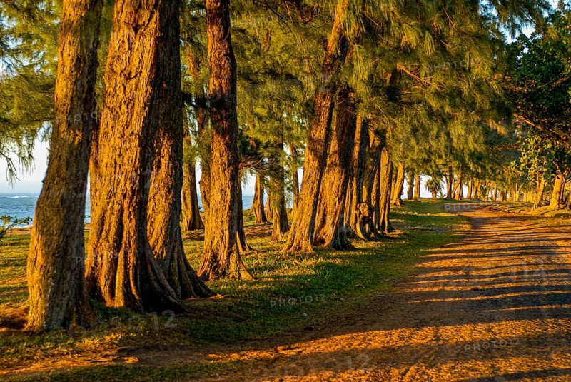 Artifical planted tree line