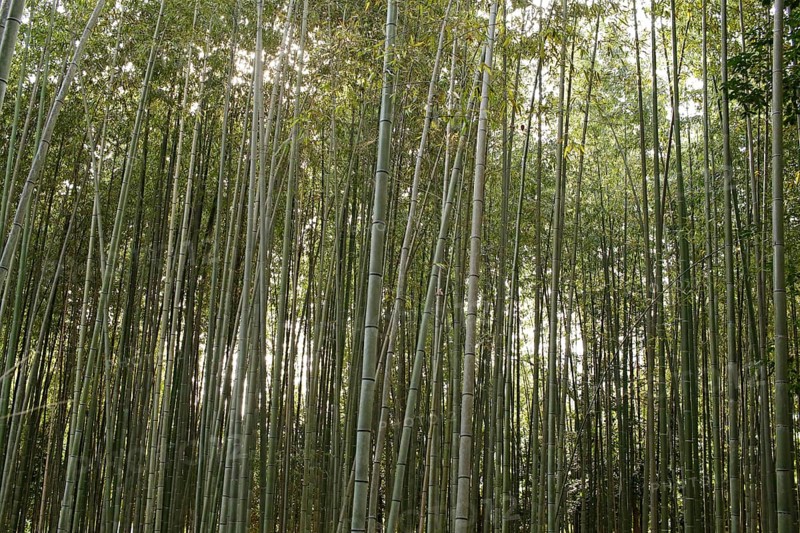 Bamboo trunks in the Arashiyama bamboo forest in Kyoto