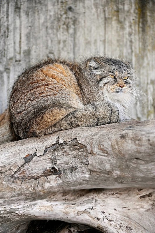 Manul or Pallas' cat
