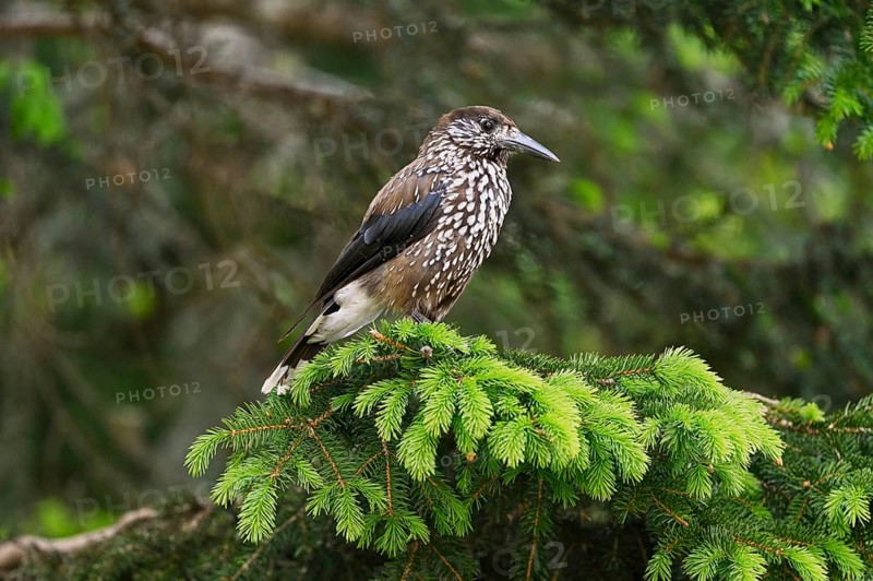 Spotted nutcracker