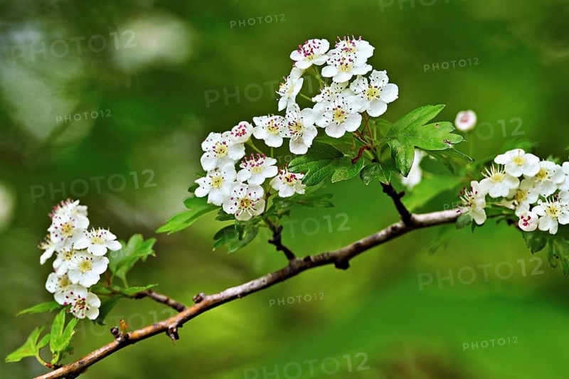 Flower of the common hawthorn