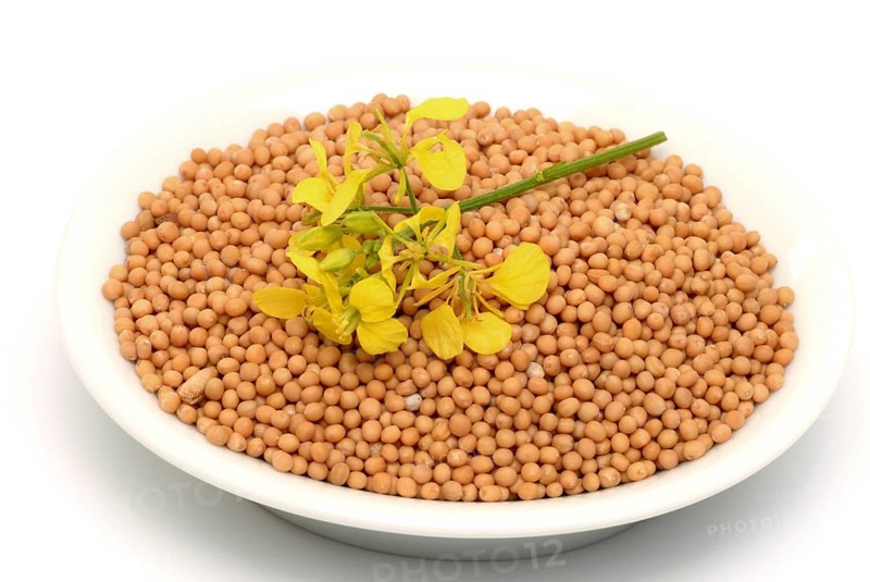 Medicinal plant White mustard