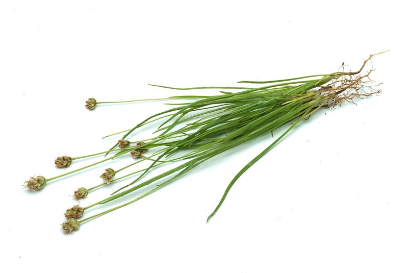 Plant species from the plantain genus
