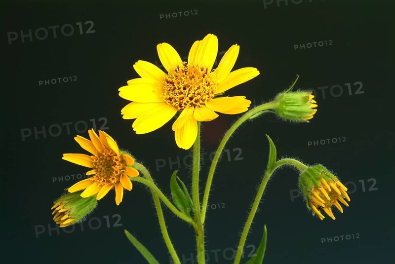 Arnica