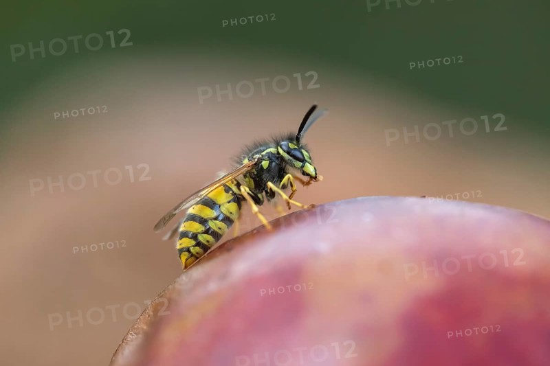 Common wasp