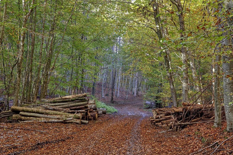 Beech forest in autumn