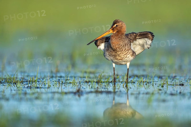 Black-tailed Godwit