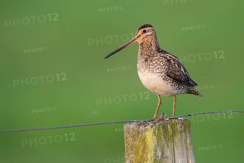 Common Snipe