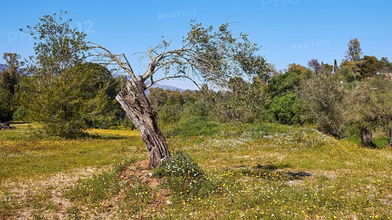 Single rather small gnarled olive tree in spring meadow