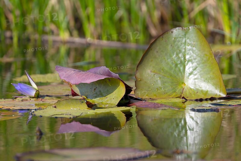 Water lilies