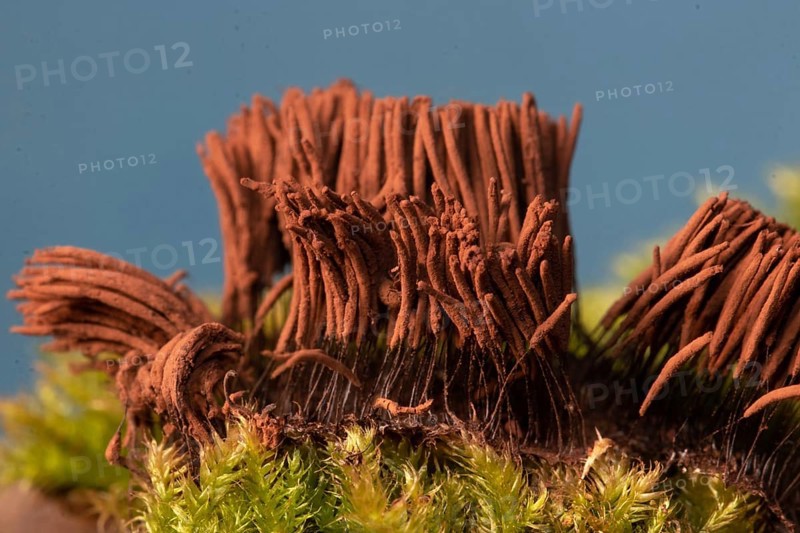 Tufted slime mould fruiting body with many light brown stalks in front of blue sky