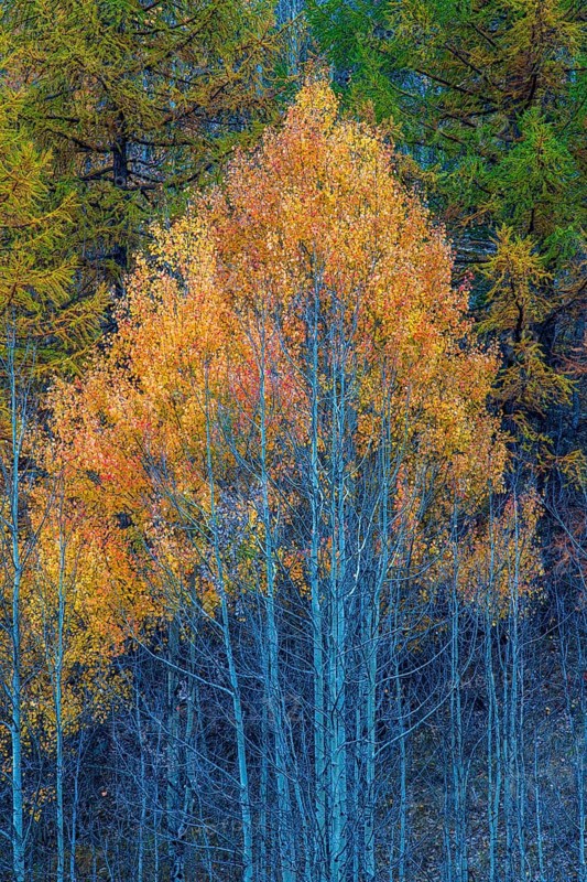 Autumn-coloured aspen or quaking aspen