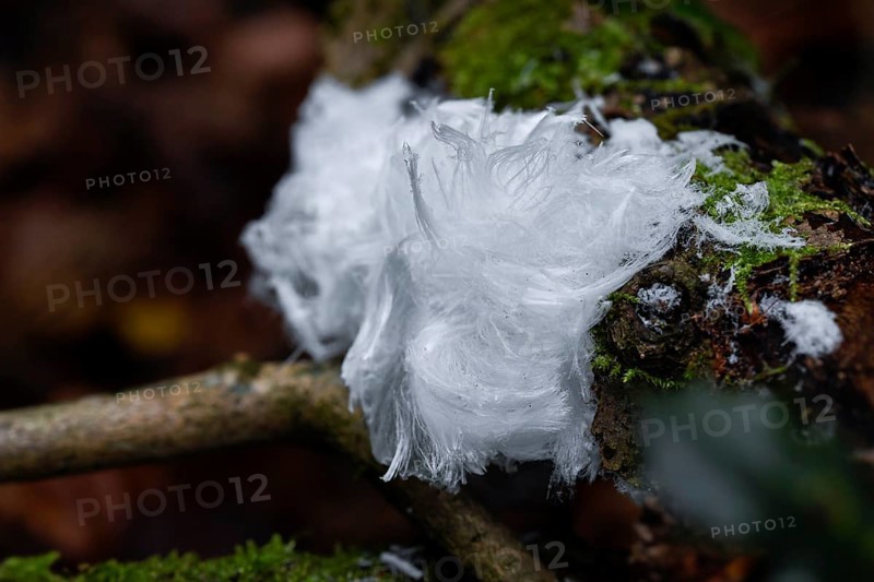 Hair ice on deadwood with moss