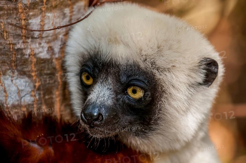 Coquerel's sifaka