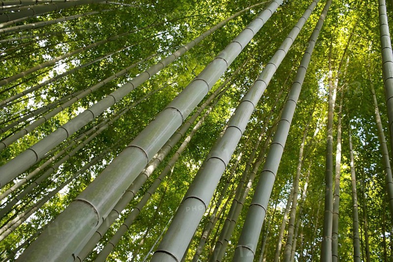 Bamboo trunks in the Arashiyama bamboo forest in Kyoto