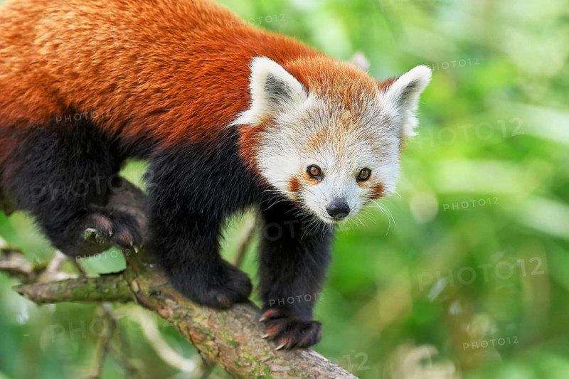 Red panda