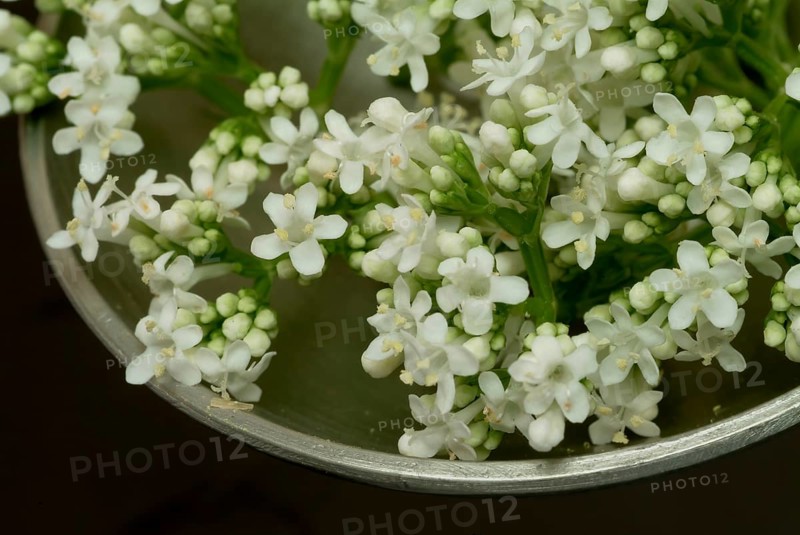 Valerian