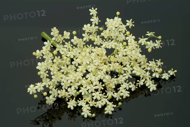 Black elder