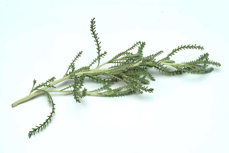 Medicinal plant Holy herb