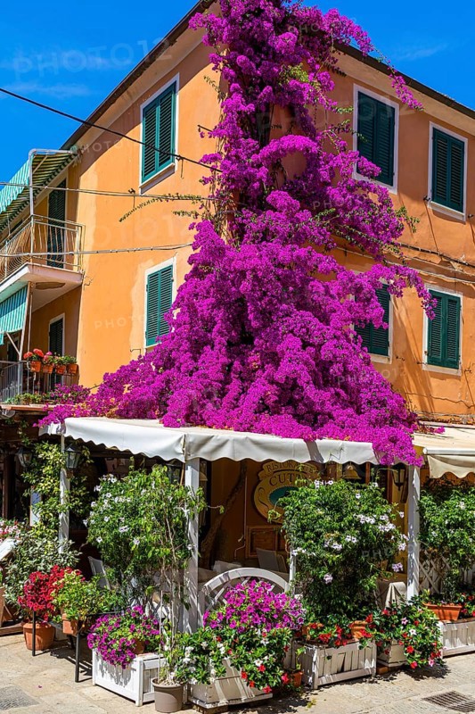 Restaurant with purple bougainvillea