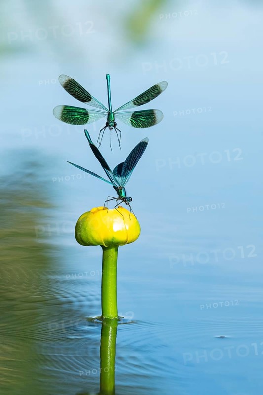 Banded demoiselle