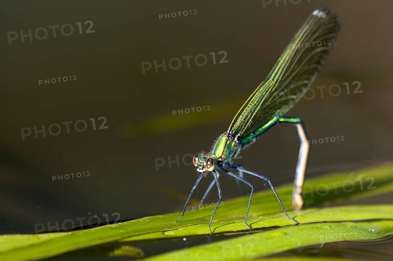Banded demoiselle