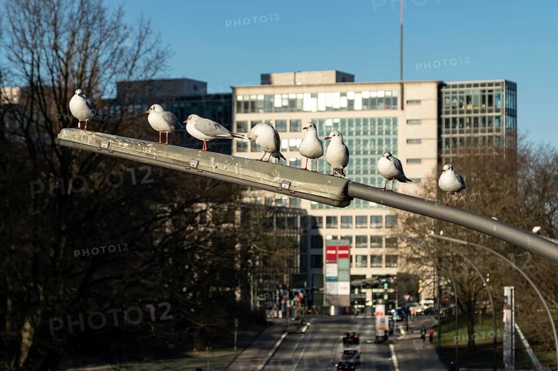 Black-headed Gulls
