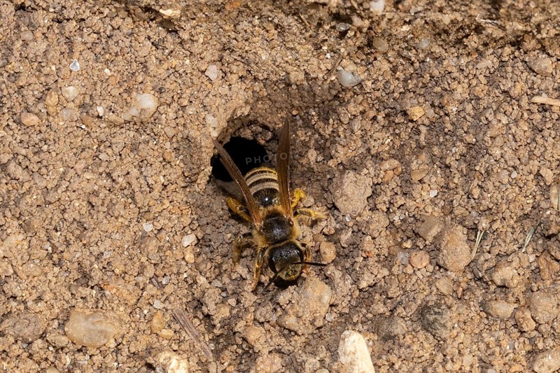 Yellow-banded furrowing bee crawling on ground from nest hole from the front