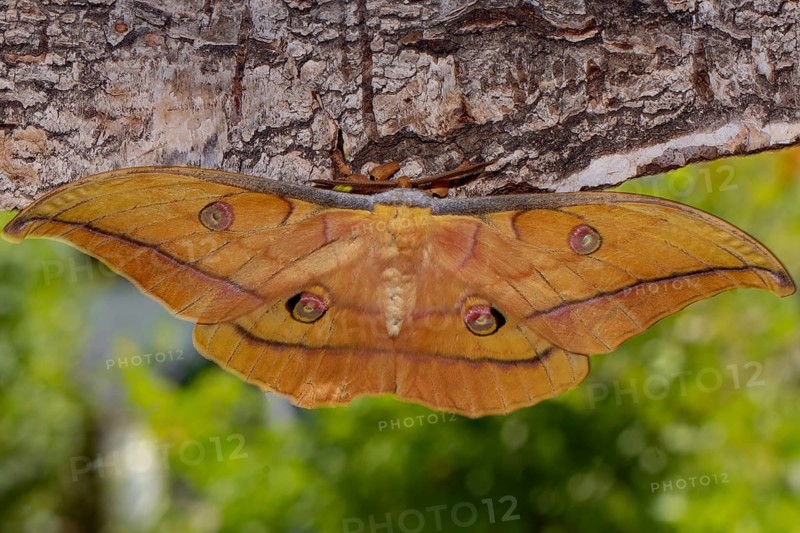 Japanese oak silk moth butterfly with open wings sitting on tree trunk from behind