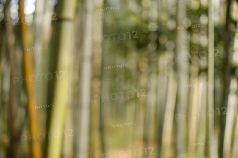 Fuzzy bamboo trunks in the Arashiyama bamboo forest in Kyoto