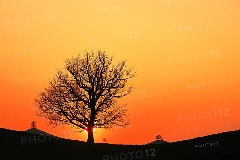 Silhouettes of an oak tree