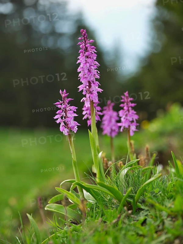 Early purple orchid
