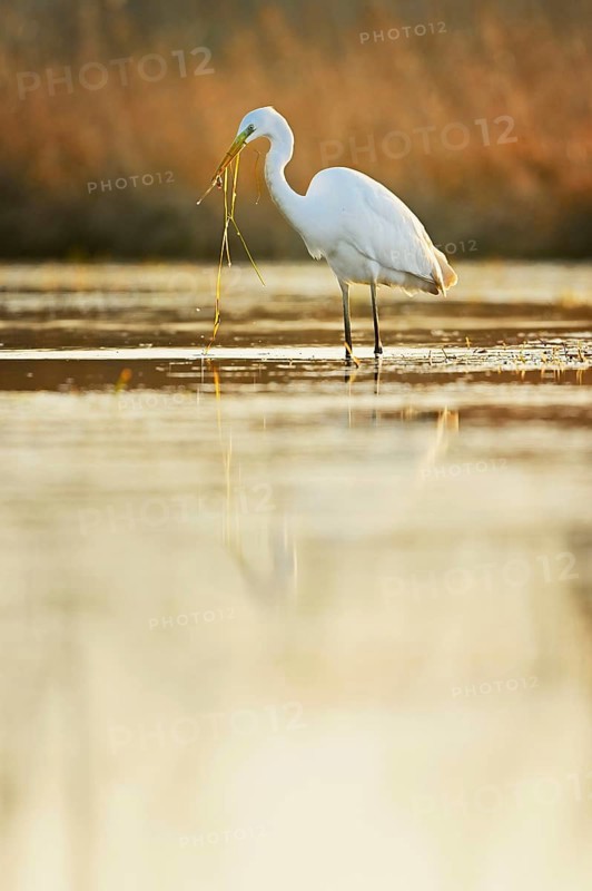 Great egret