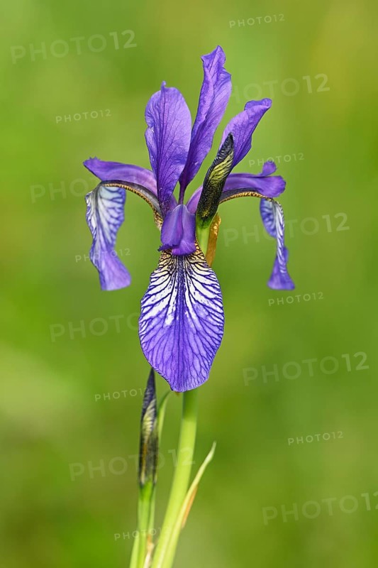 Siberian iris