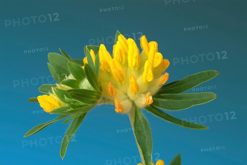Common kidney vetch