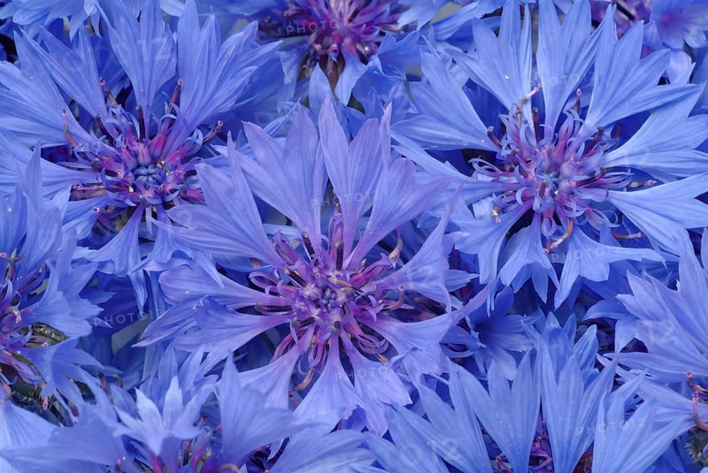 Cornflower