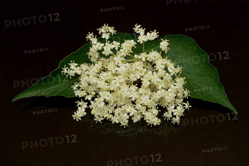 Black elder