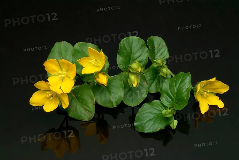 Creeping jenny