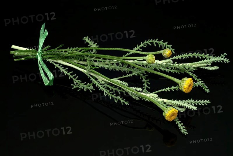 Medicinal plant Holy herb
