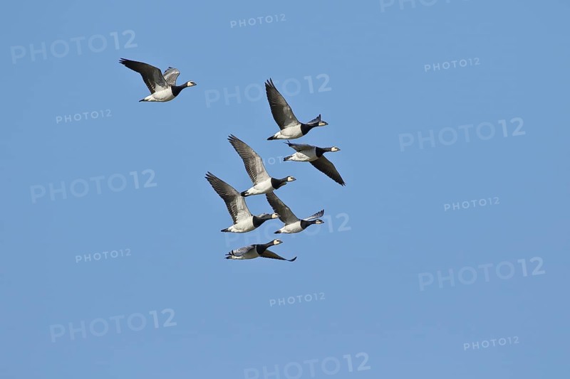 Barnacle geese