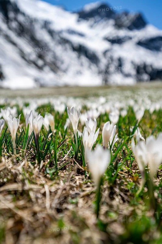 Meadow full of white and purple crocuses