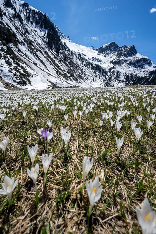 Meadow full of white and purple crocuses