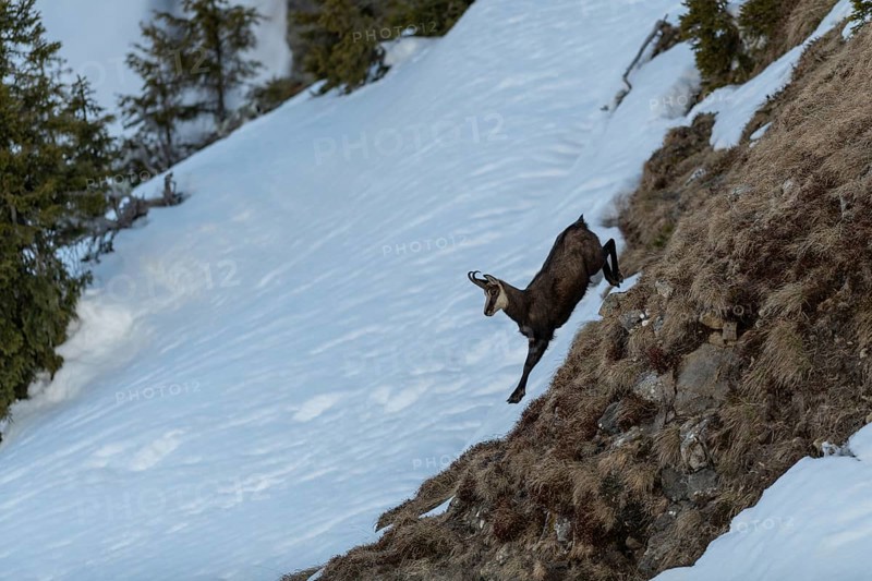 Chamois