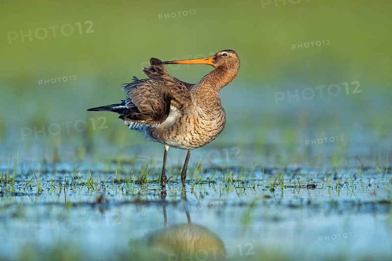 Black-tailed Godwit