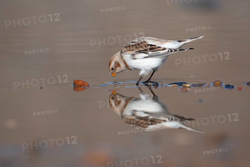 Snow bunting