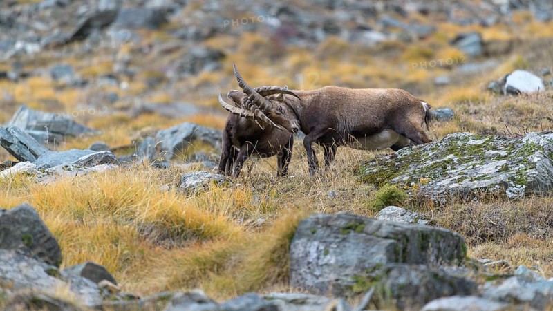 Alpine ibex