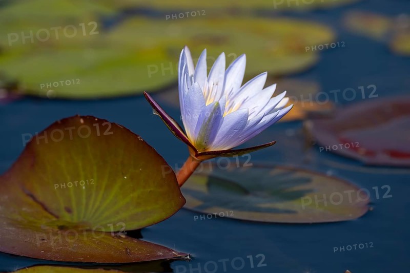 Water lily