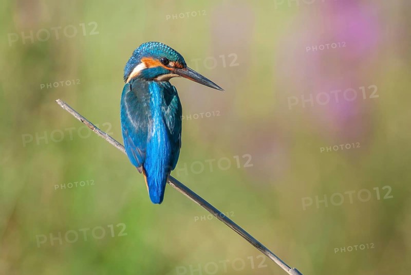 Kingfisher